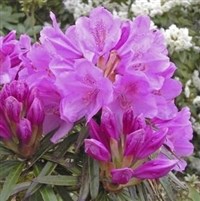 Rhododendron GRAZIELLA