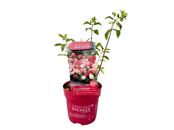 Bunddække-hortensia `Groundbreaker®` Ruby