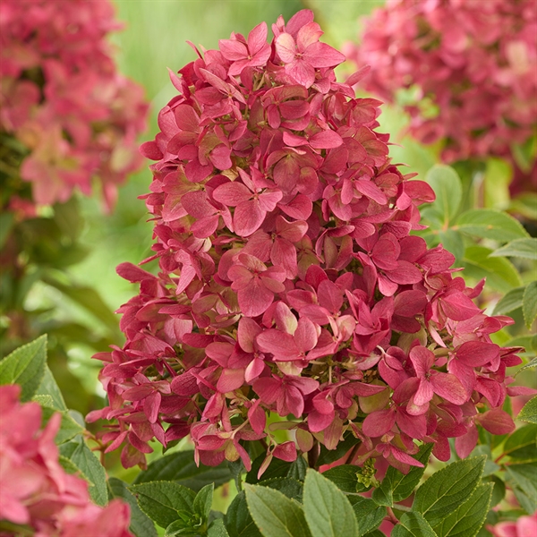 Bunddække-hortensia `Groundbreaker®` Ruby