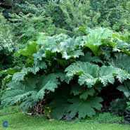 Mammutblad - Gunnera manicata