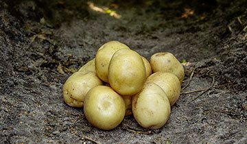 Læggekartofler `Hamlet`