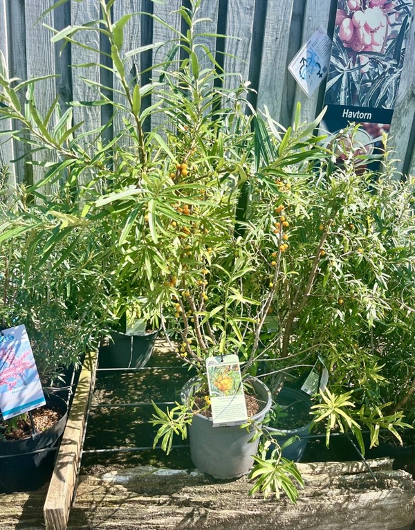 Havtorn \'Sirola\' hunplante