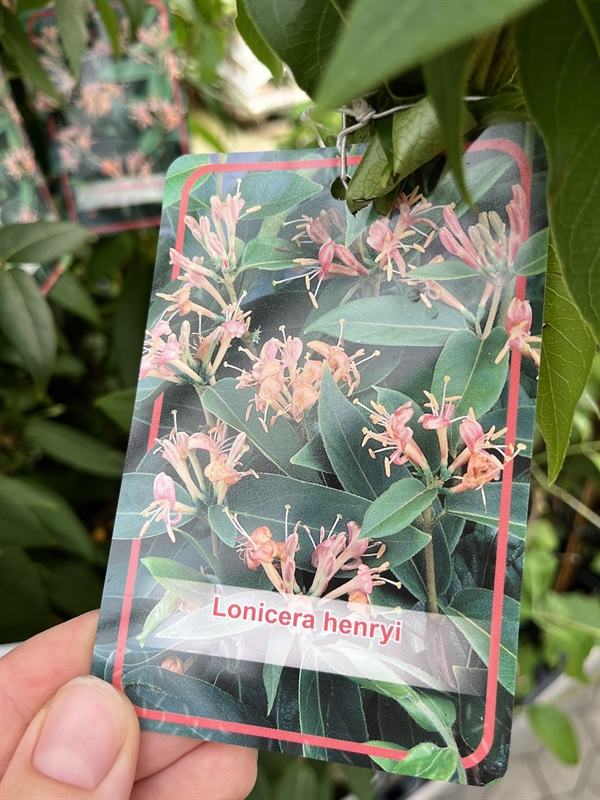 Lonicera henryi