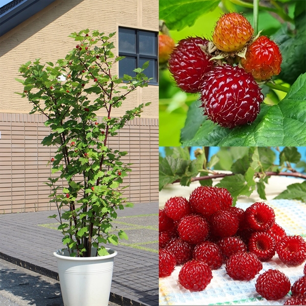 Hindbærtræ \'Raspberry Tower\'