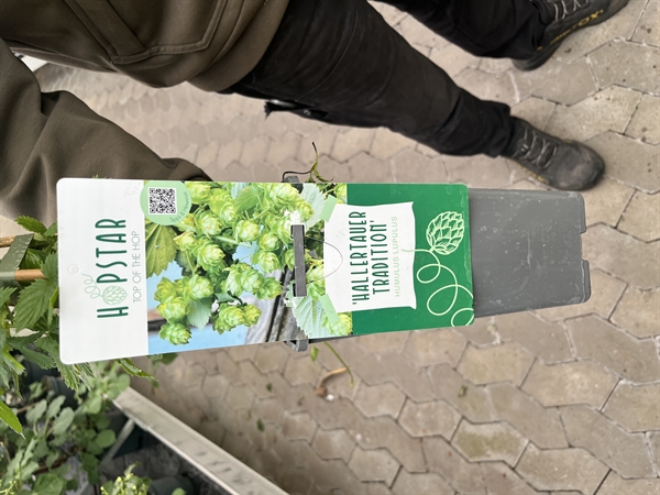 Humle \'Hallertauer Tradition\' (Humulus lupulus)