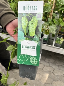 Humle 'Hersbrucker' (Humulus lupulus)