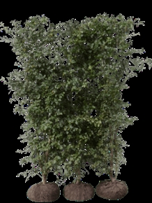 Færdighæk Hvidtjørn