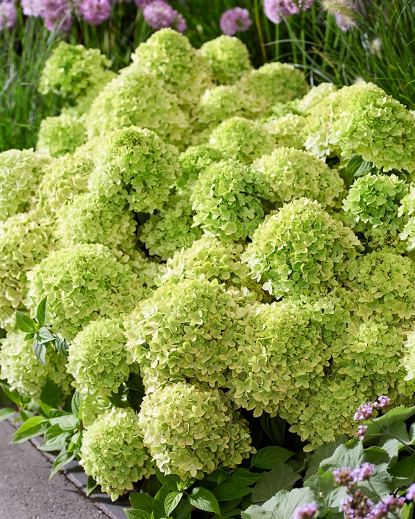 Bunddække-hortensia `Groundbreaker®` Greeny