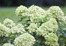 Syrenhortensia ‘Little Lime’®