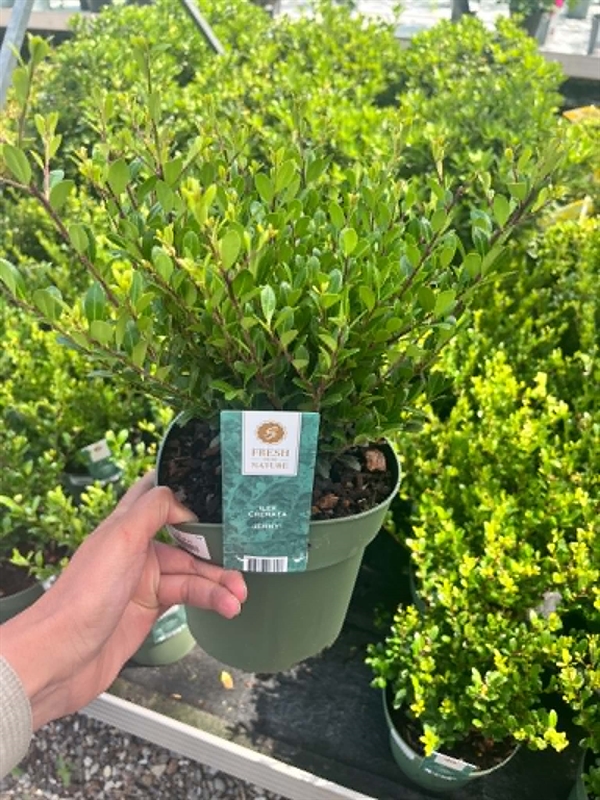 Kristtorn \'Jenny\' (Ilex crenata) 