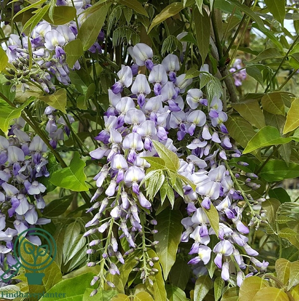 Blåregn - Wisteria formosa \'Issai\'