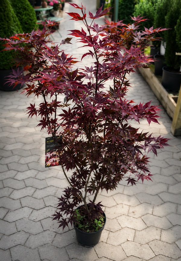 Japansk ahorn `Bloodgood`