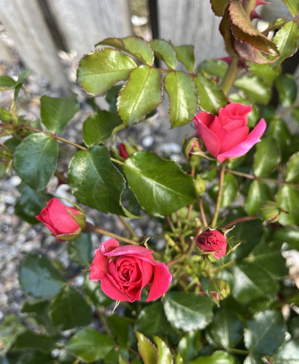 Rose - \'Just You and Me\' ™