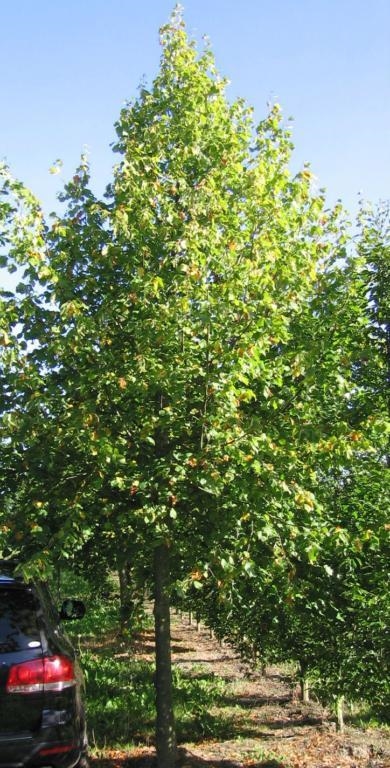  - Tilia cordata \'Greenspire\' SHOK 12-14