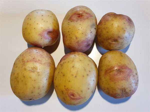Læggekartoffel `King Edward`