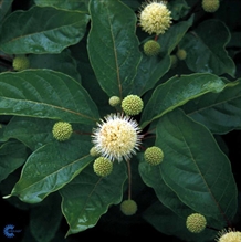 Knapbusk (Cephalanthus occidentalis) 