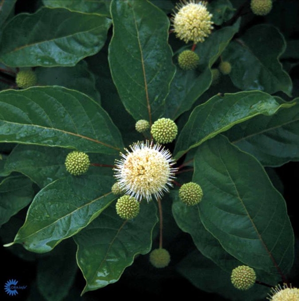 Knapbusk (Cephalanthus occidentalis) 