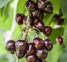 Kirsebær 'Kordia'