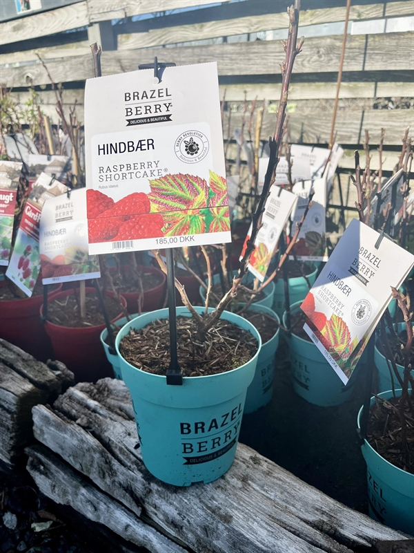 Hindbær \'Raspberry Shortcake\' ®