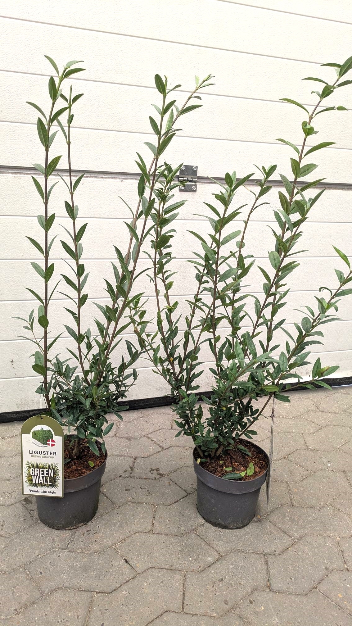 cocktail plant Citrus Tree Cocktail – Liberty Landscape Supply