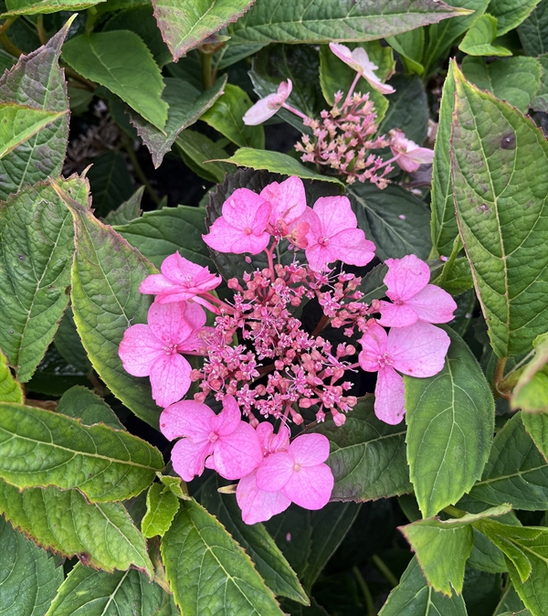 Hydrangea serr. Summer Lounge \'Magic Pillow\'