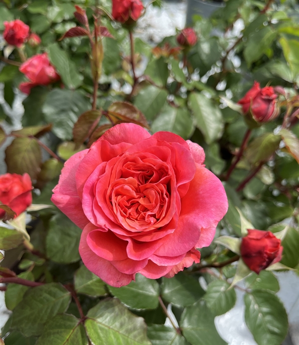 Rose \'Mary Ann\' - Storblomstret rose