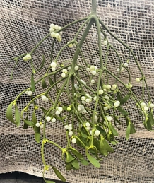 Mistelten – Klassisk julepynt med hvide bær