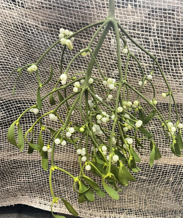 Mistelten – Klassisk julepynt med hvide bær