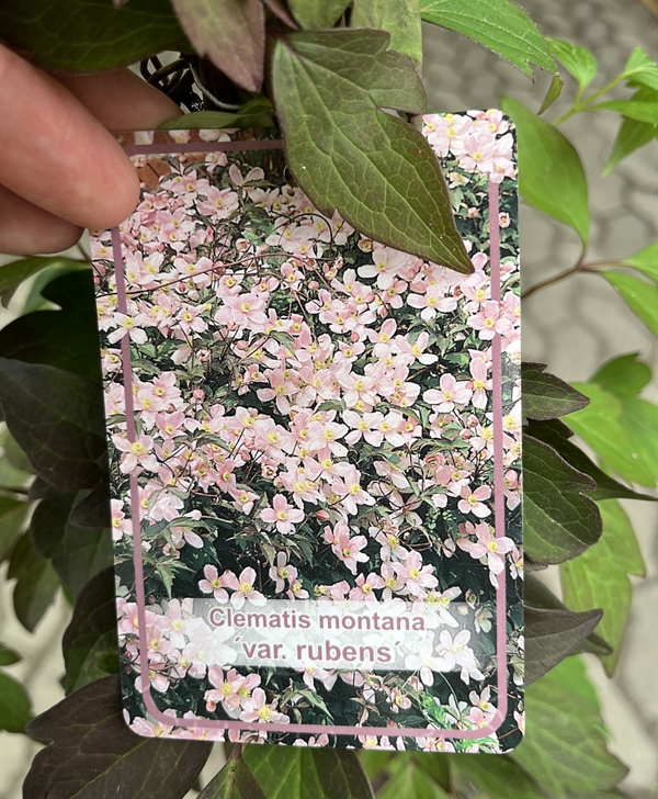 Clematis montana \'Rubens\'