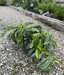 Laurbærkirsebær  'Mount Vernon'® (N)