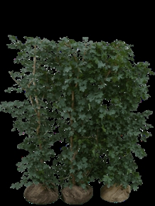 Færdighæk Naur