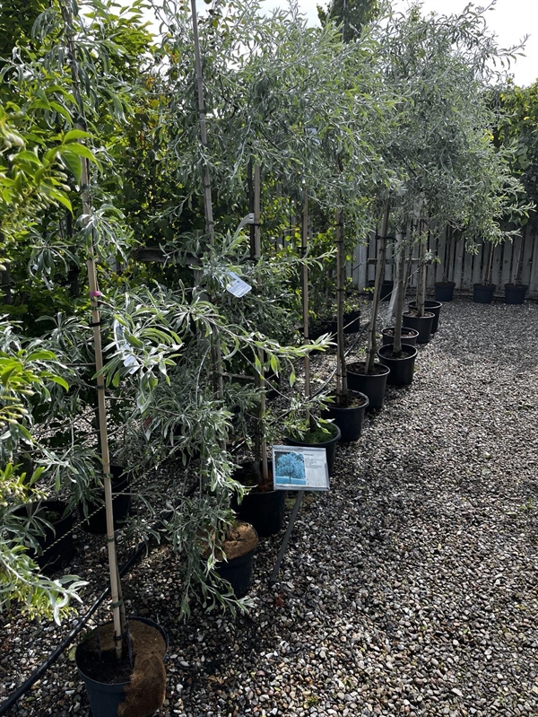 Nordens Oliven `Pendula` bundpodet