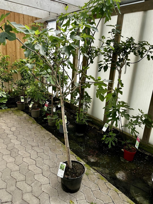 Ægte Bornholmsk Figen opstammet 