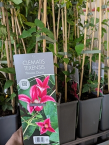 Klematis texensis 'Princess Diana'