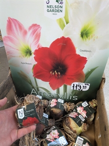 Amaryllis Jumbo `Casablanca`