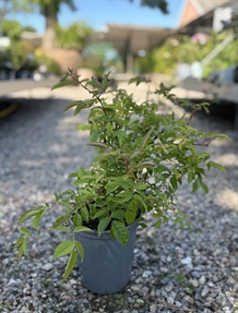 Slyngrose 'Paul's Himalayan Musk'