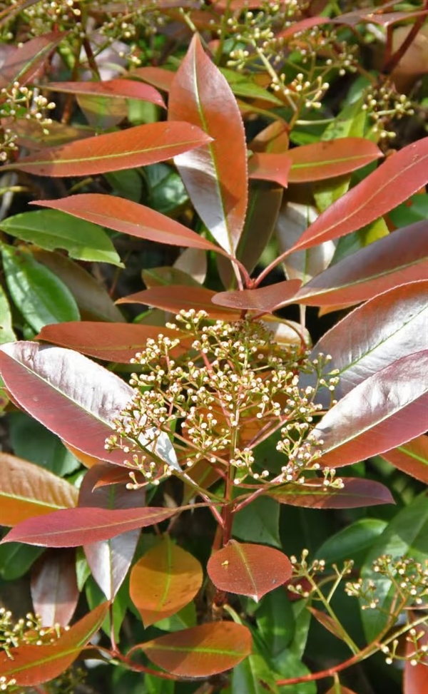 Glansmispel \'Red Robin\' (Photinia fraseri)