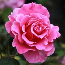 Buskrose 'Prinsesse Alexandra'  Pouldra(N)