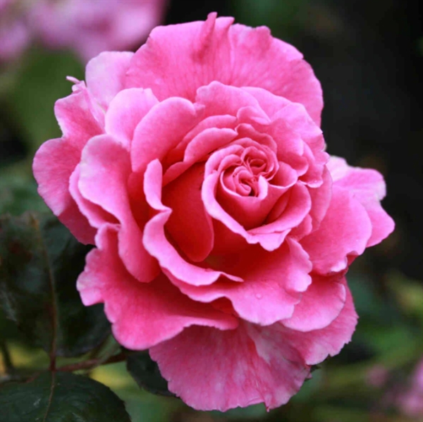 Buskrose \'Prinsesse Alexandra\'  Pouldra(N)