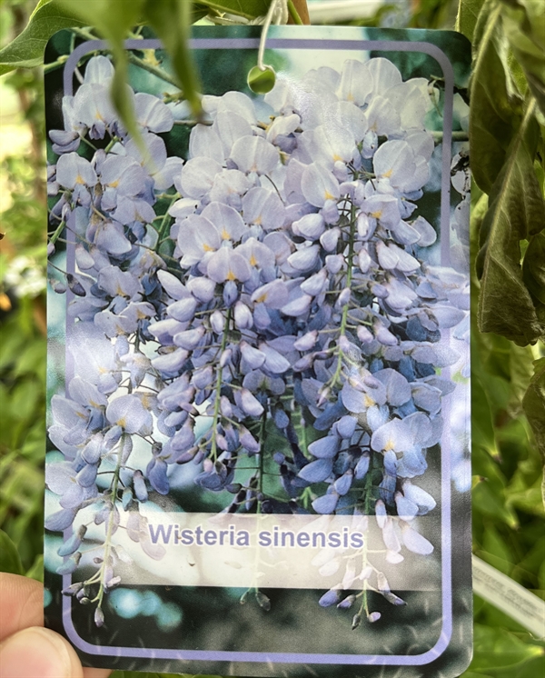 Blåregn - Wisteria sinensis \'Prolific\'