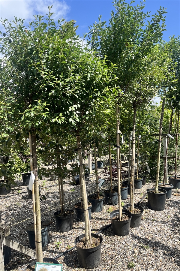 Kuglekirsebær \'Umbraculifera\' st. 180 cm