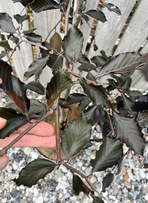 Hænge-blodbøg Fagus sylvatica ‘Purpurea Pendula’