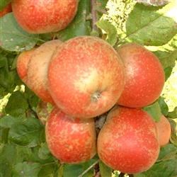 Æbletræ \'Rød Belle de Boskoop\'