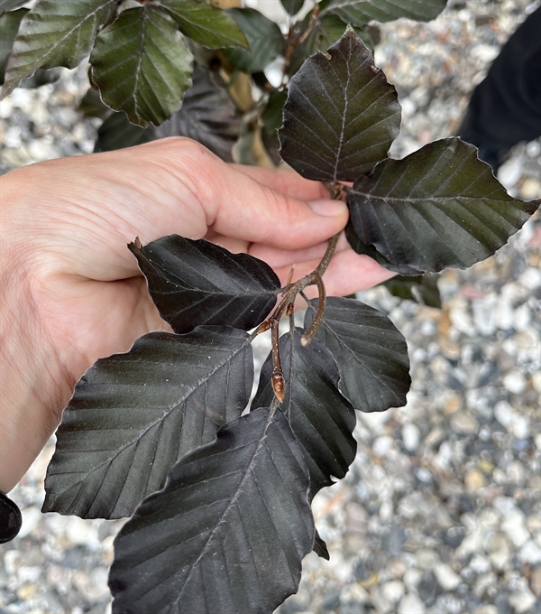 Blodbøg Fagus sylv. \'Riversii\'