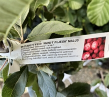 Æbletræ Rosette 'Rødt Flæsk'