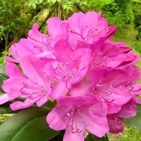 Rhododendron ROSEUM ELEGANS