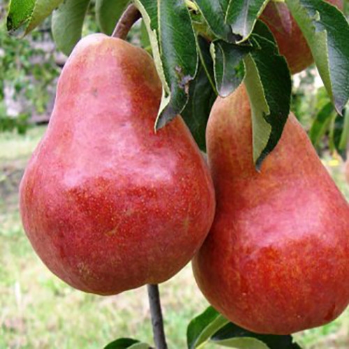 Pære \'Rote Williams Christ\' 