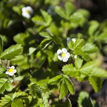 Månedsjordbær 'Rügen'