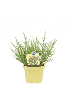 Salturt - Kveller, økologisk