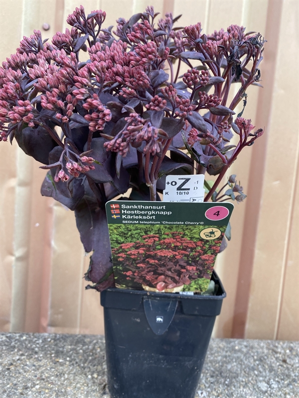 Sankthansurt sedum  \'Chocolate Cherry\'®